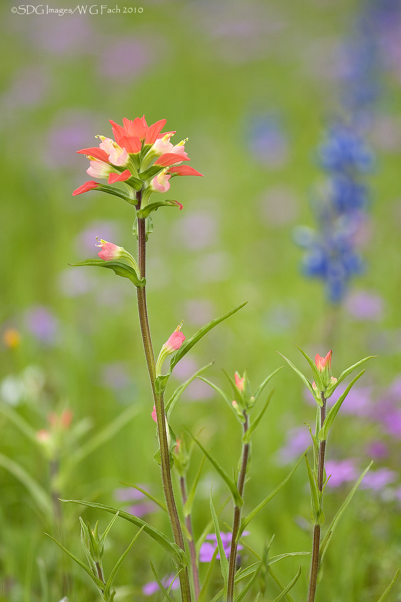Pristine Paintbrush