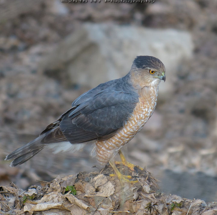 Male Cooper's Hawk