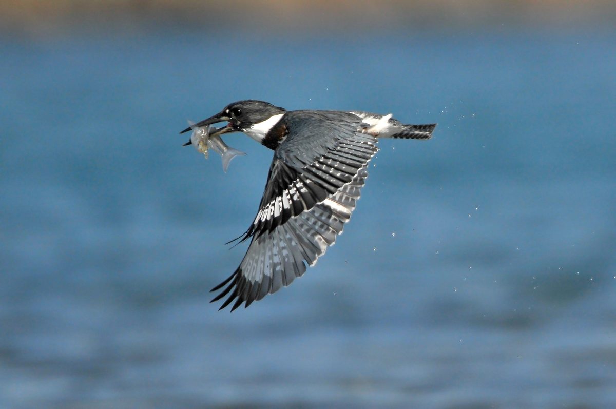Belted Kingfisher