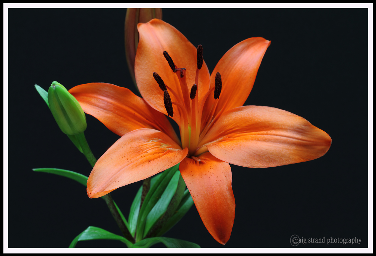 Rainy day Lily
