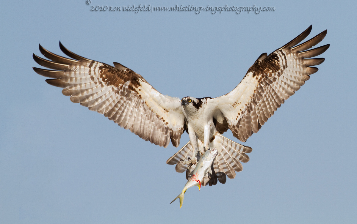 Osprey with jack c