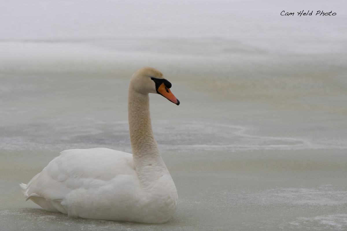 Swan on Ice