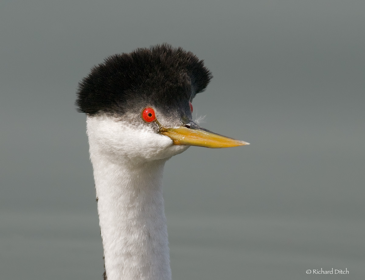 Western Grebe