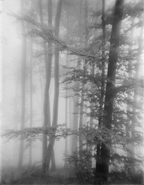 misty forest