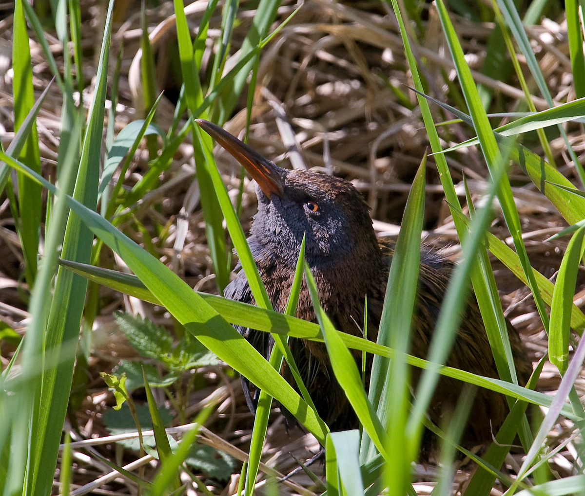 Rallus Aquaticus