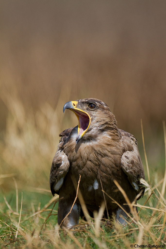 Yawn