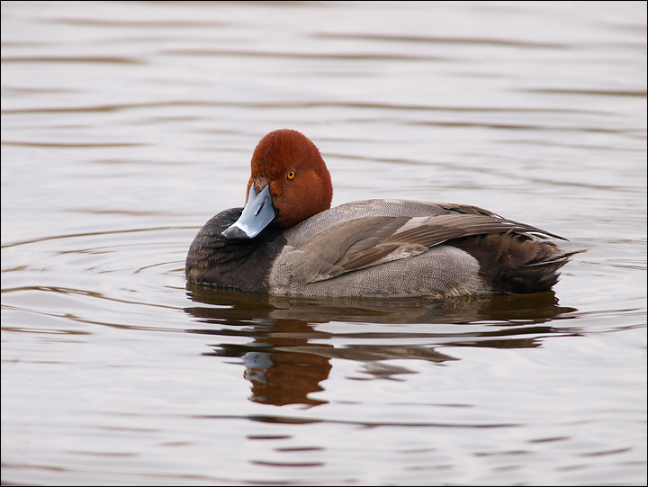Redhead with an Attitude