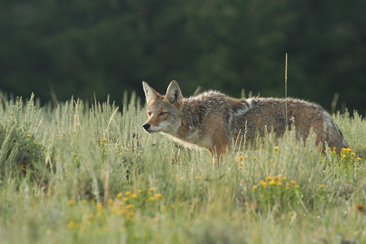 Coyote