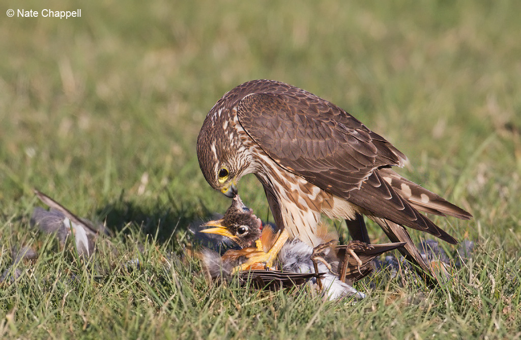 Merlin Feeding - Grisly