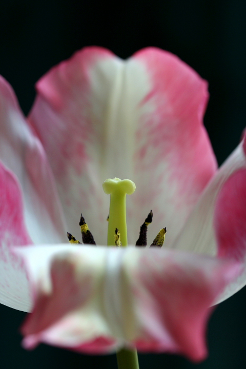 Tulip 2