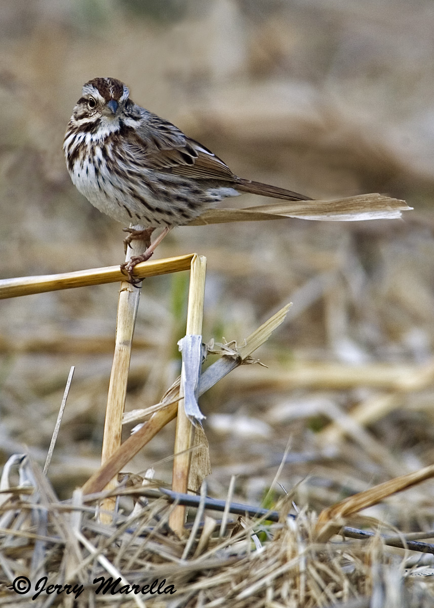 Song Sparrow