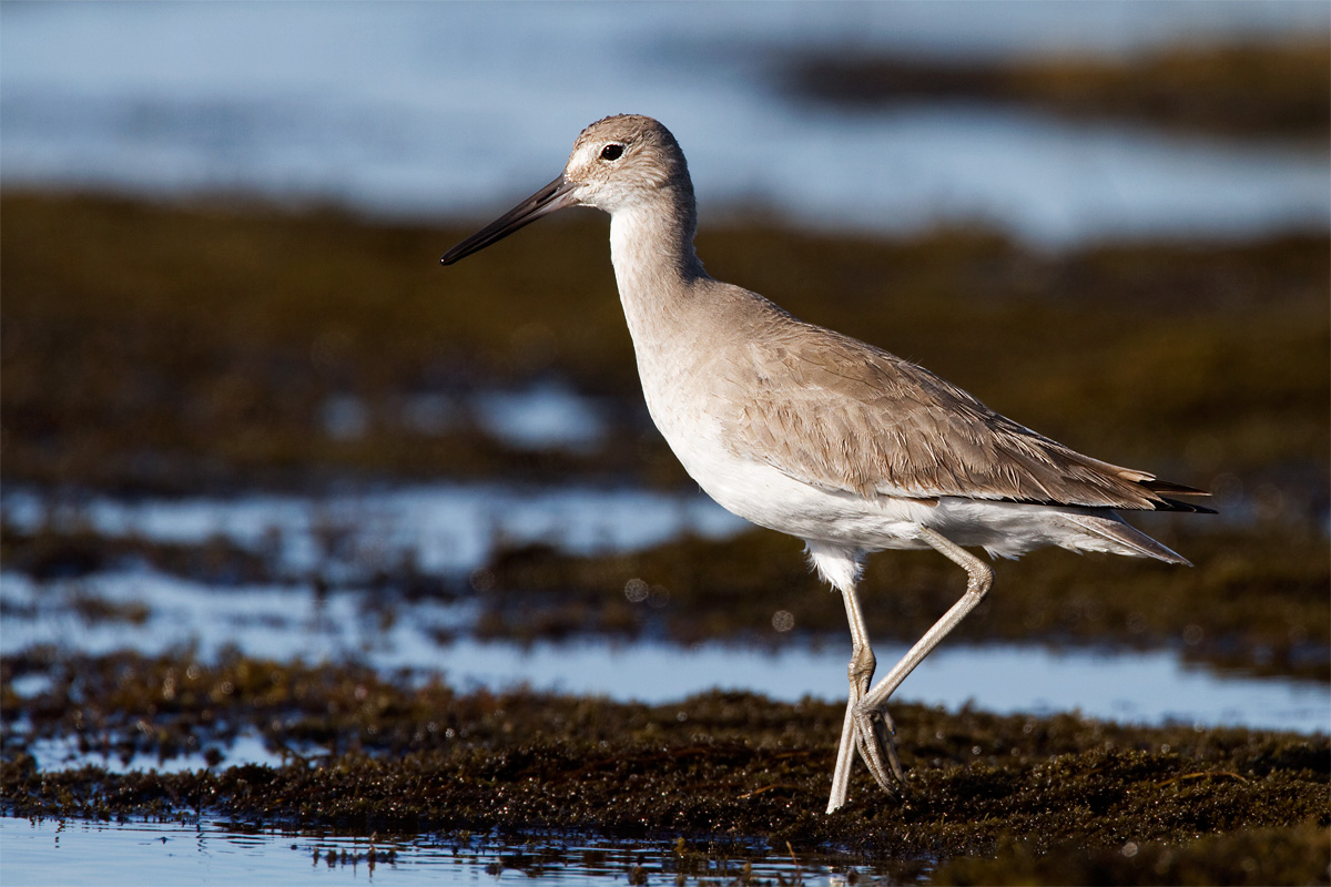 Willet + REPOSTS