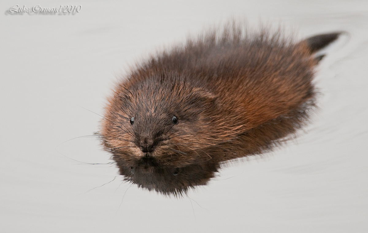 Muskrat