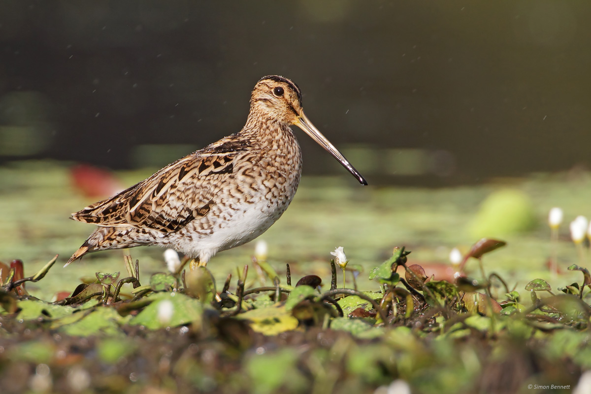 Latham's Snipe