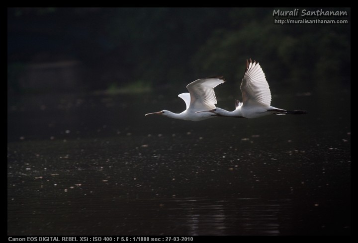 Spoonbills in flight