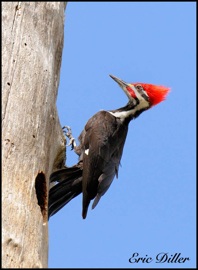 Pileated WoodPecker