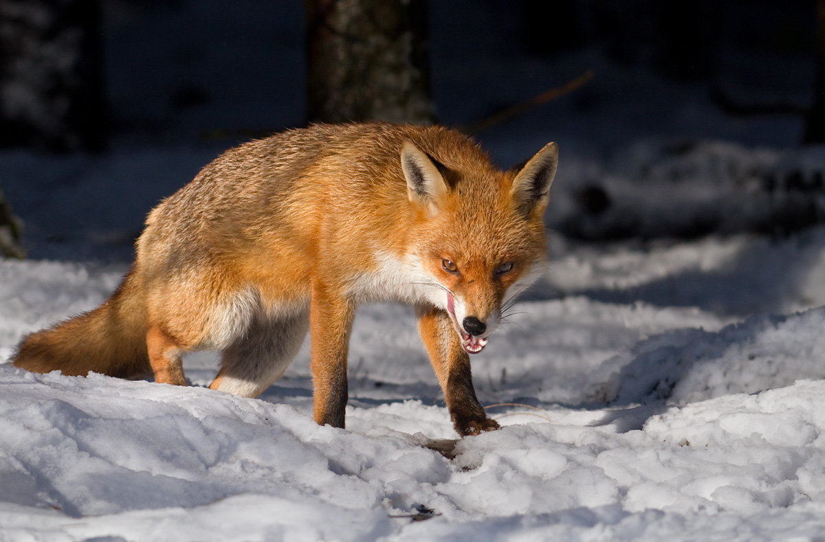 On the prowl