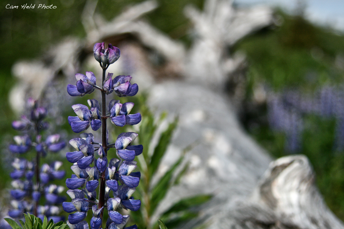 Lupine by the Lake