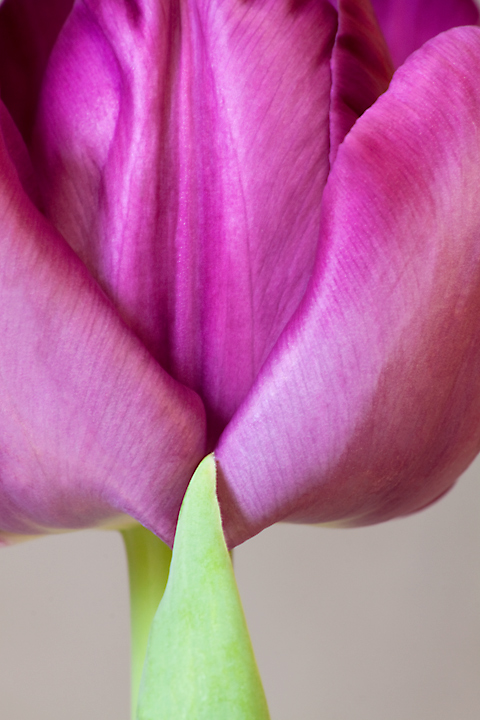 Purple tulip...