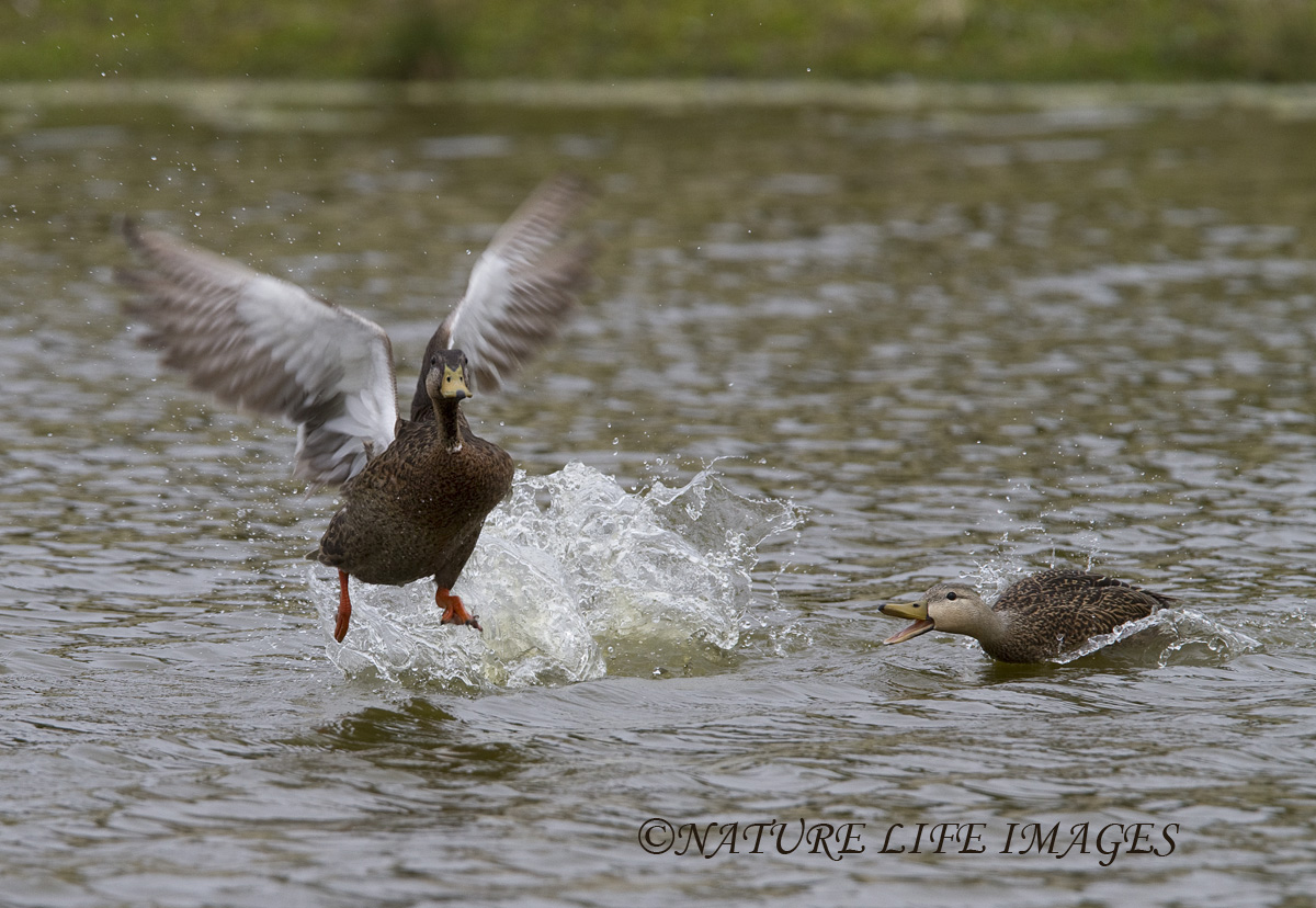 The Chase
