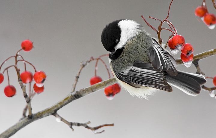 Blackcap Chickadee