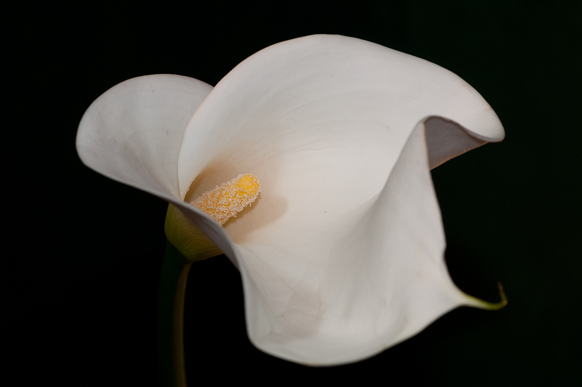 Calla Lily