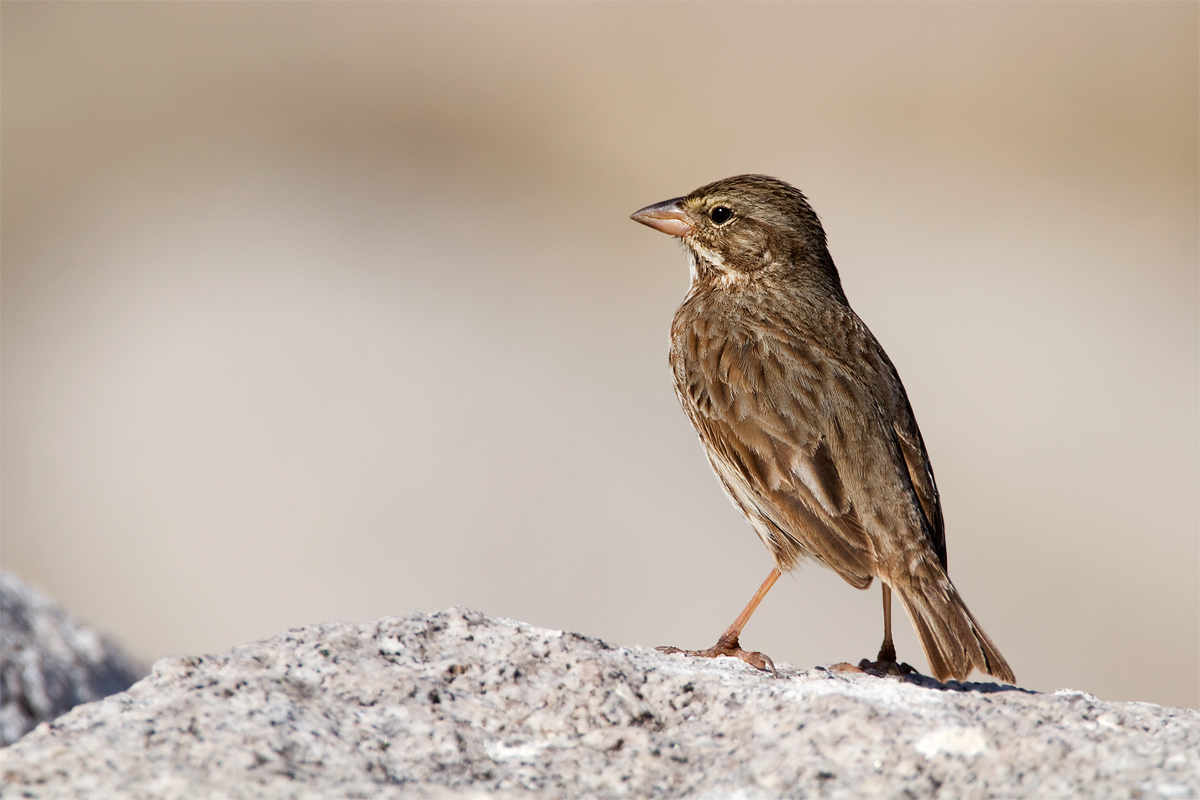 Long-billed SavannahSpar