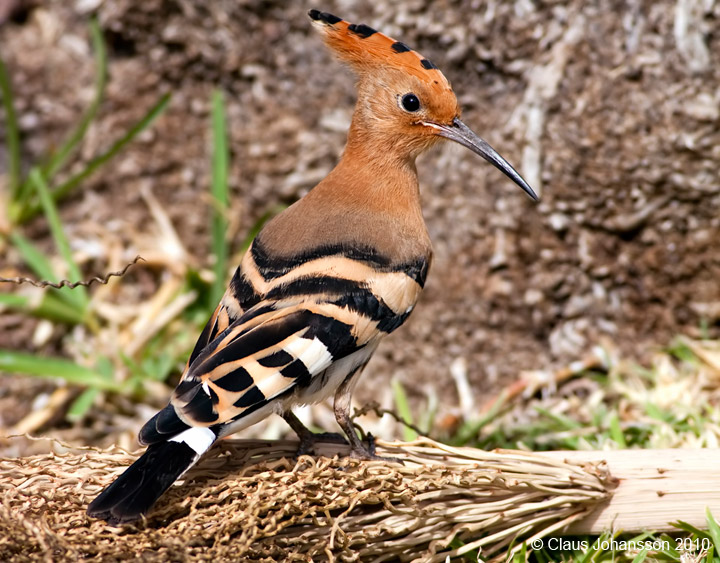Eurasian Hoopoe 