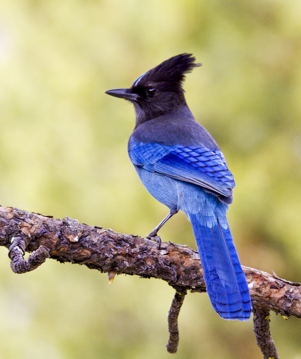 Steller's Jay 