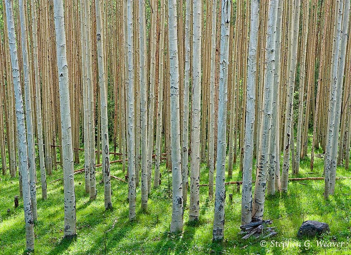 Summer Aspen Grove Light