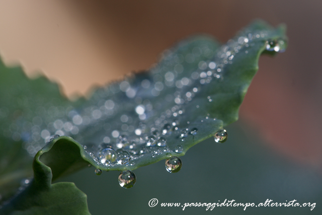 Dew drops