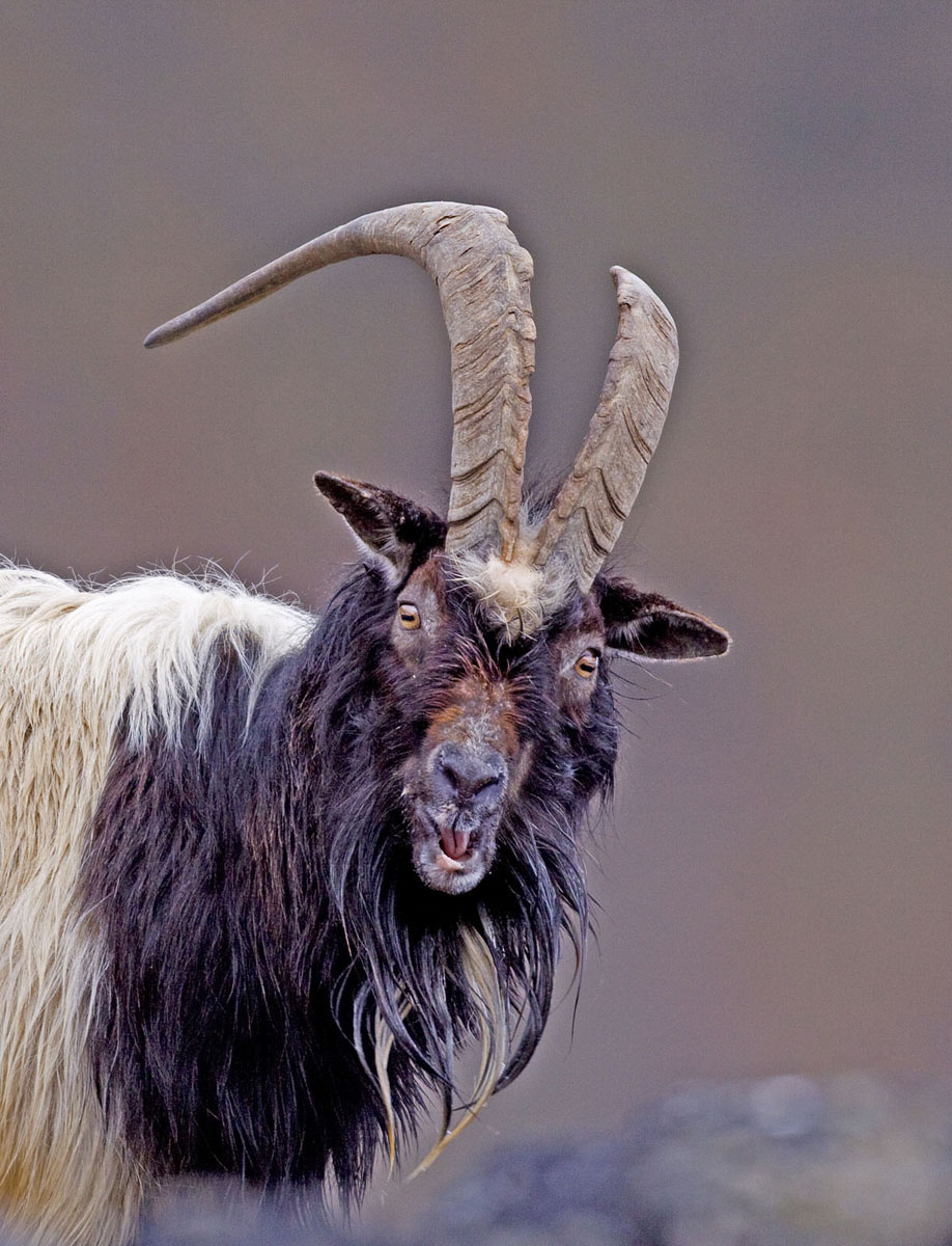 Feral Goat
