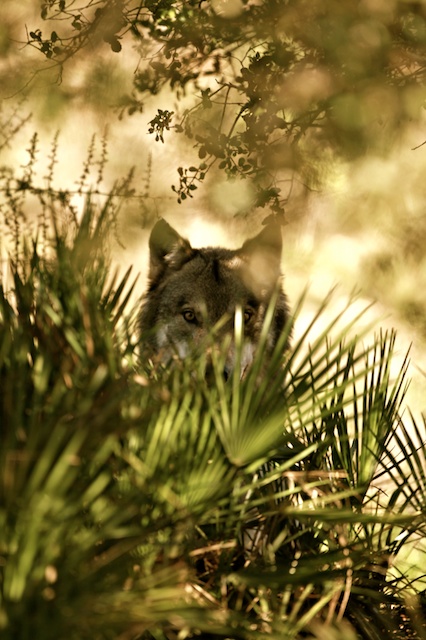 Iberian wolf