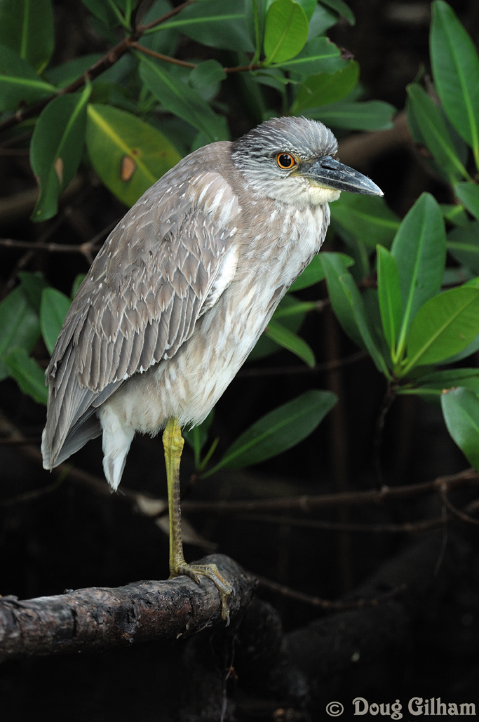 Juvenile BCNH