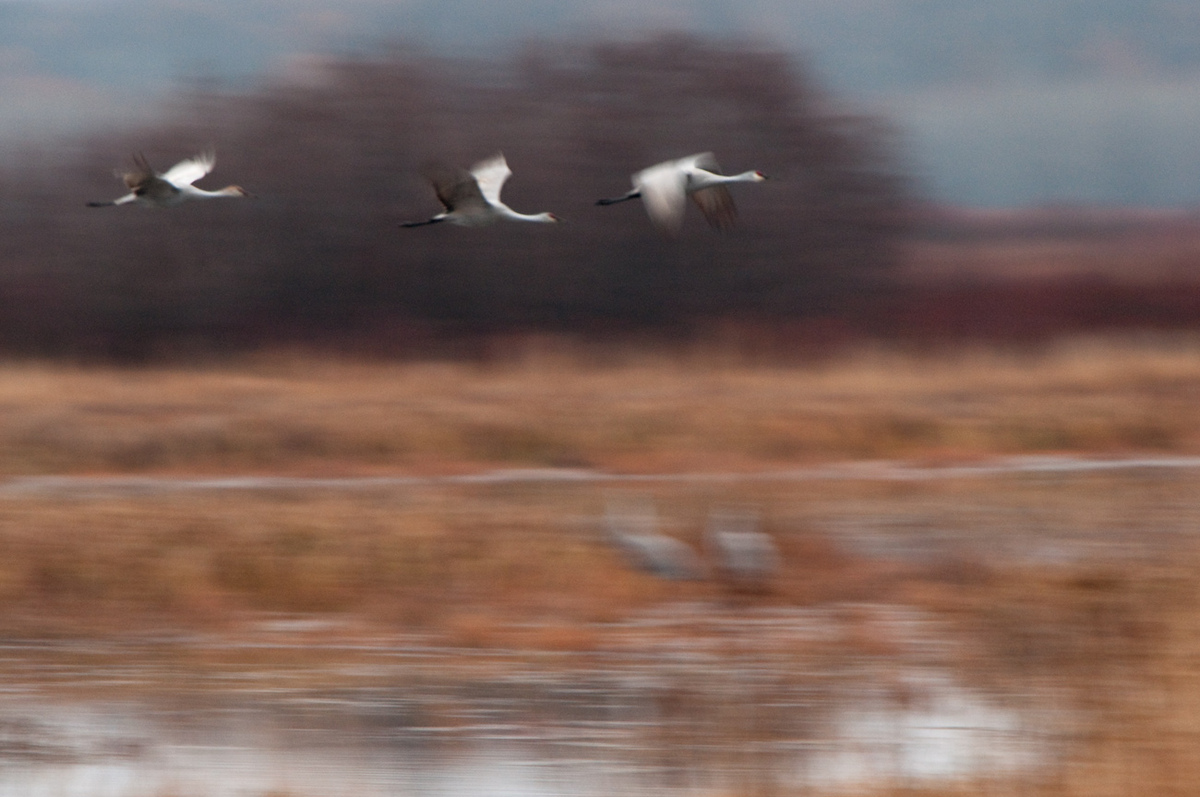 Abstract Cranes