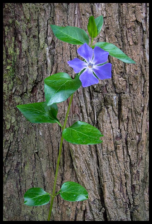 Periwinkle