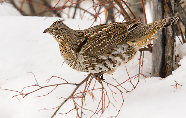 Ruff Grouse  LOL