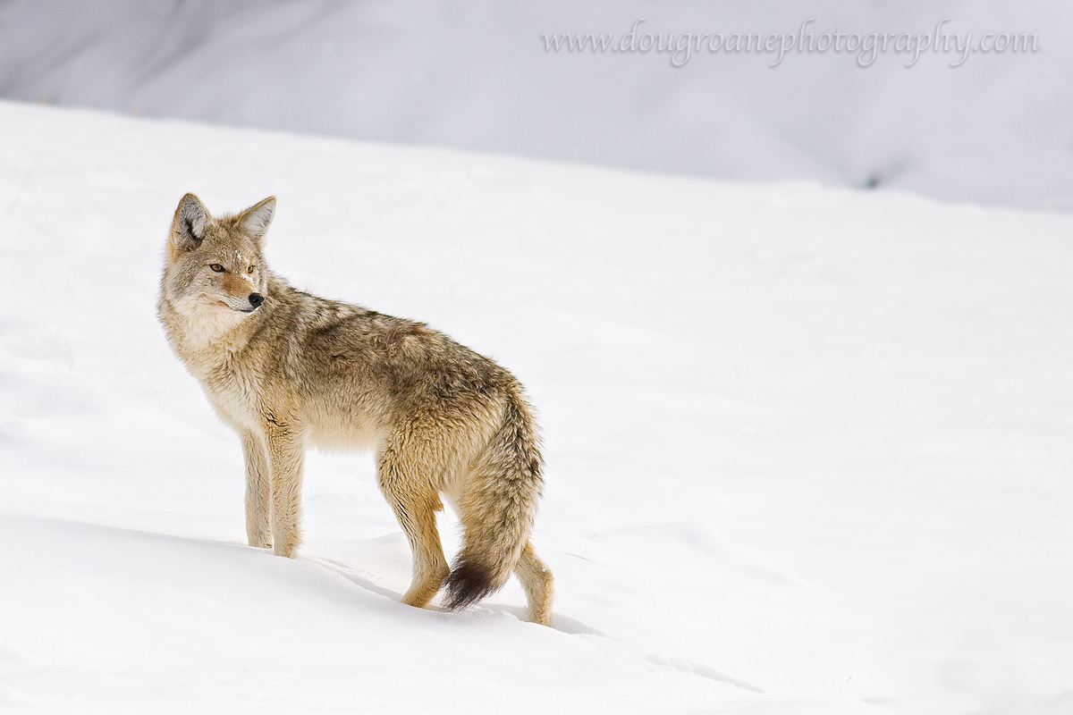 Canis latrans