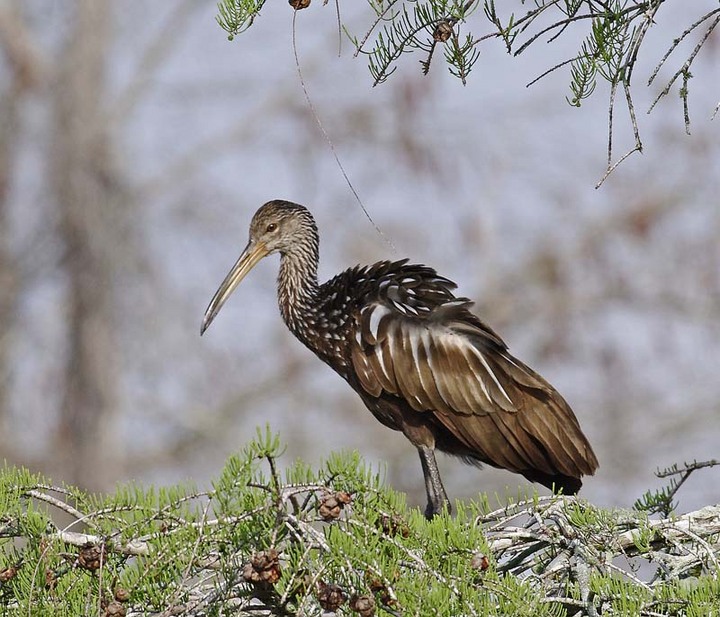 Limpkin On Cypress