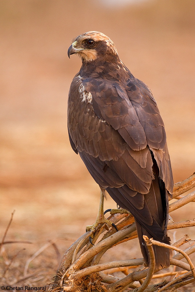 Marsh Harrier