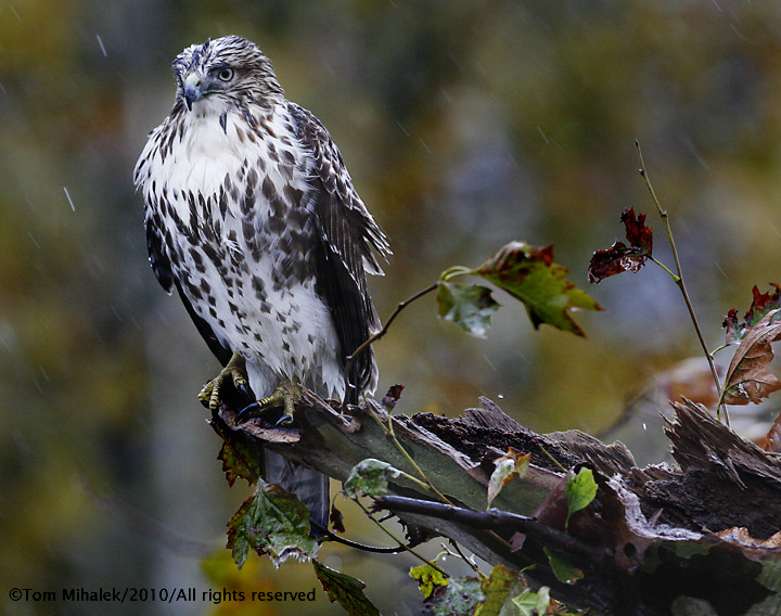Hawk in rain