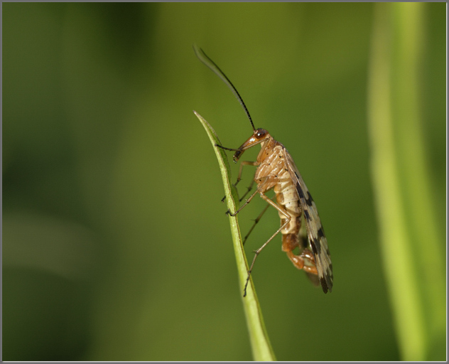 Speaks for flies