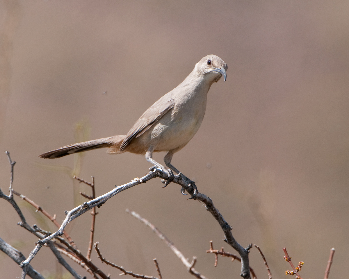 LeConte's Thrasher
