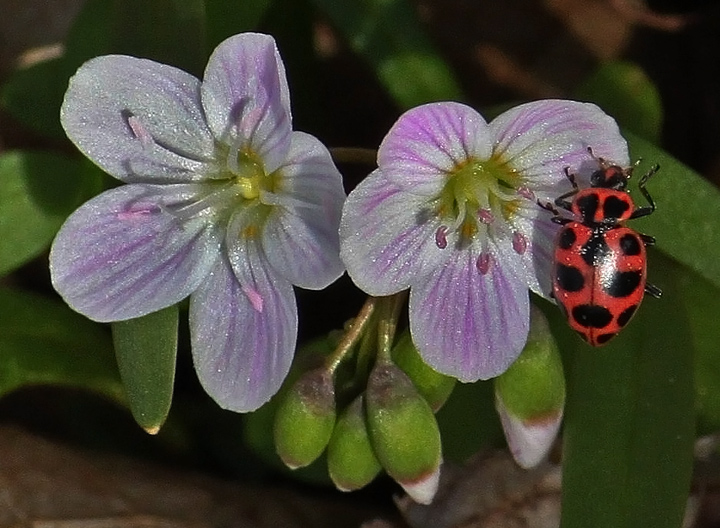Spring beauty & friend