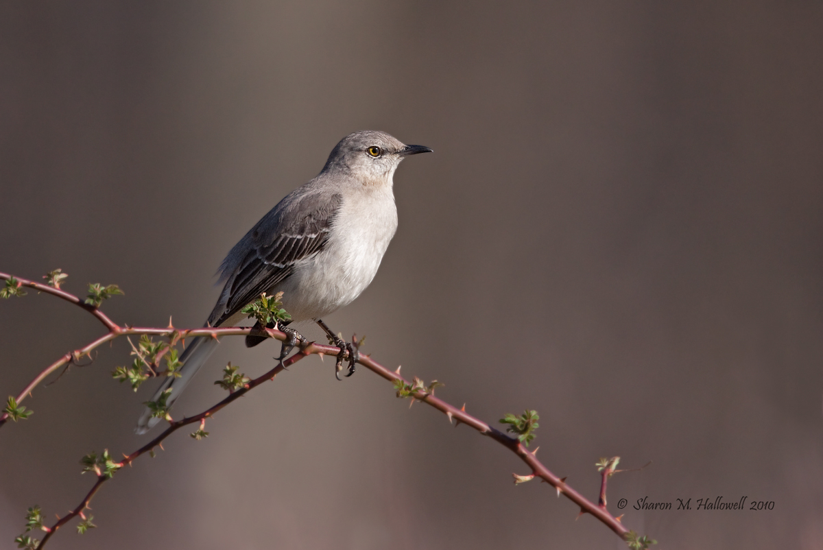 Mockingbird