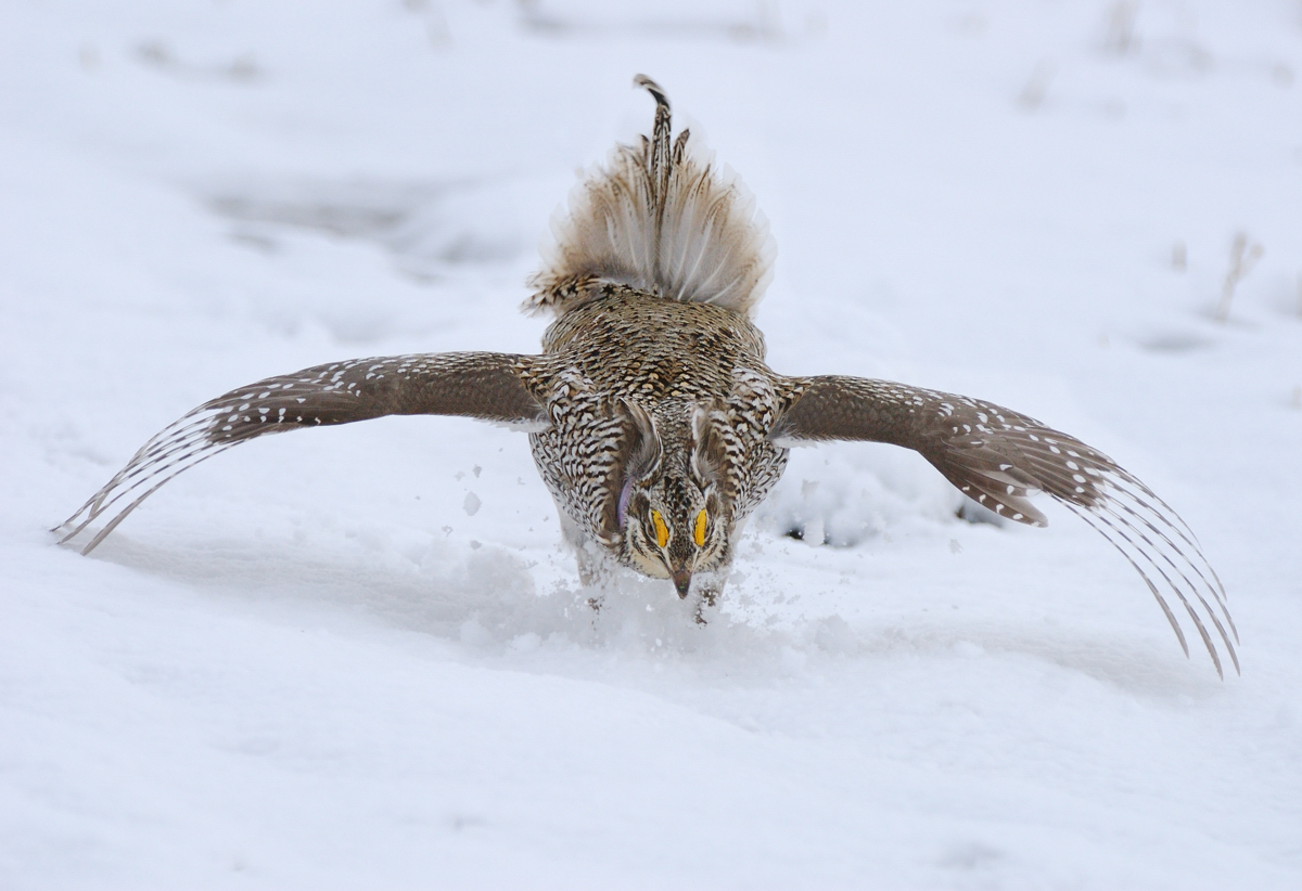 Snow dancer:  Sharptail