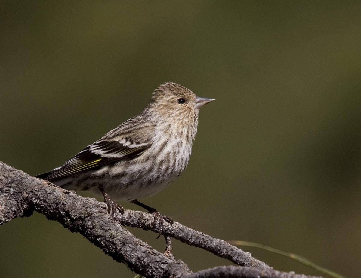 Pine Siskin