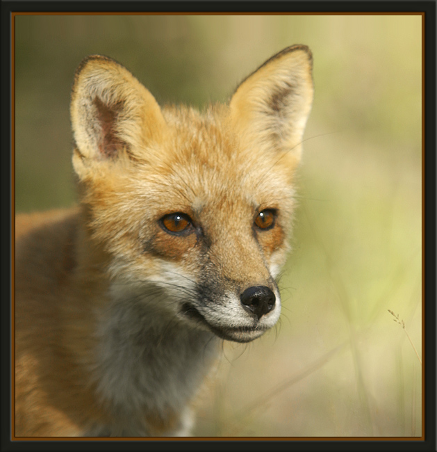Foxy Lady