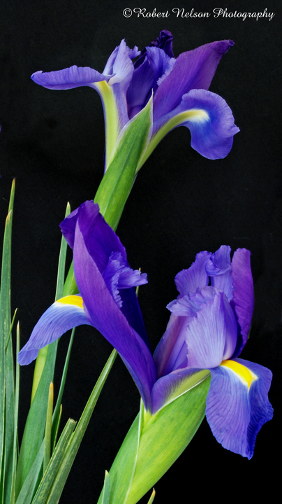 Iris4