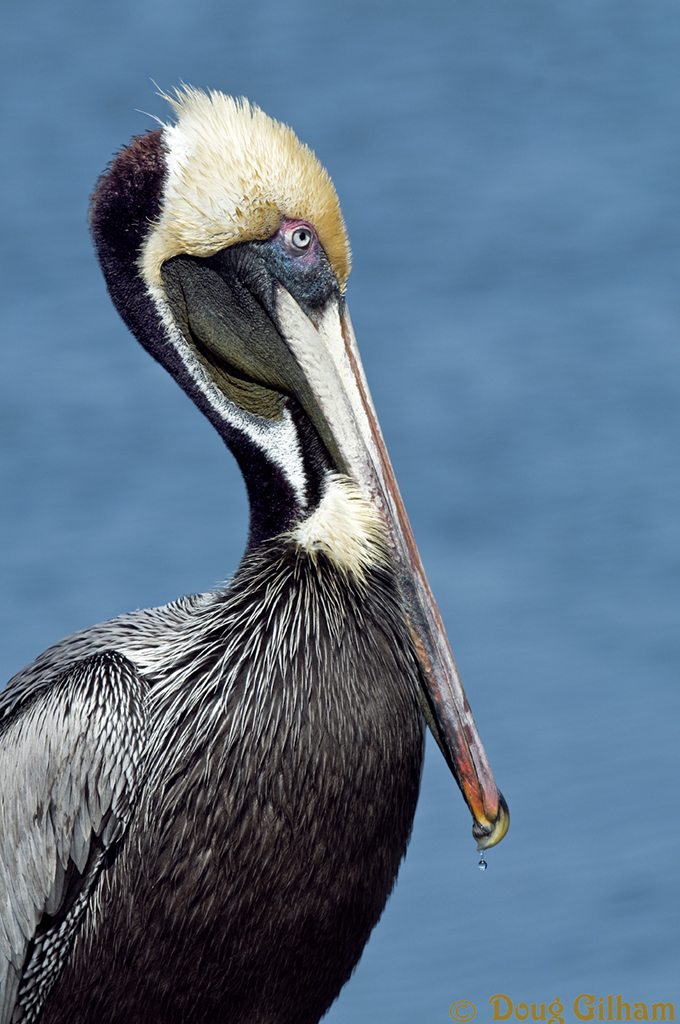 Brown Pelican